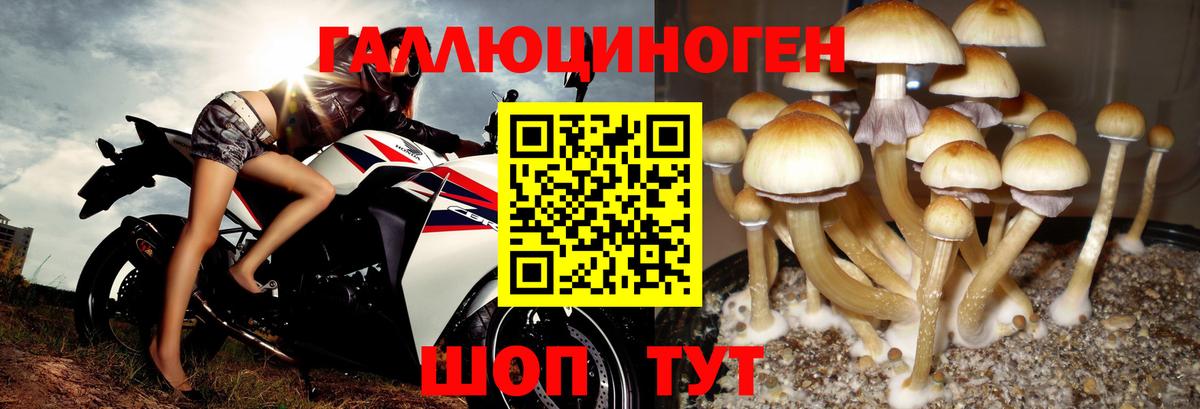 Галлюциногенные грибы Psilocybe Буйнакск
